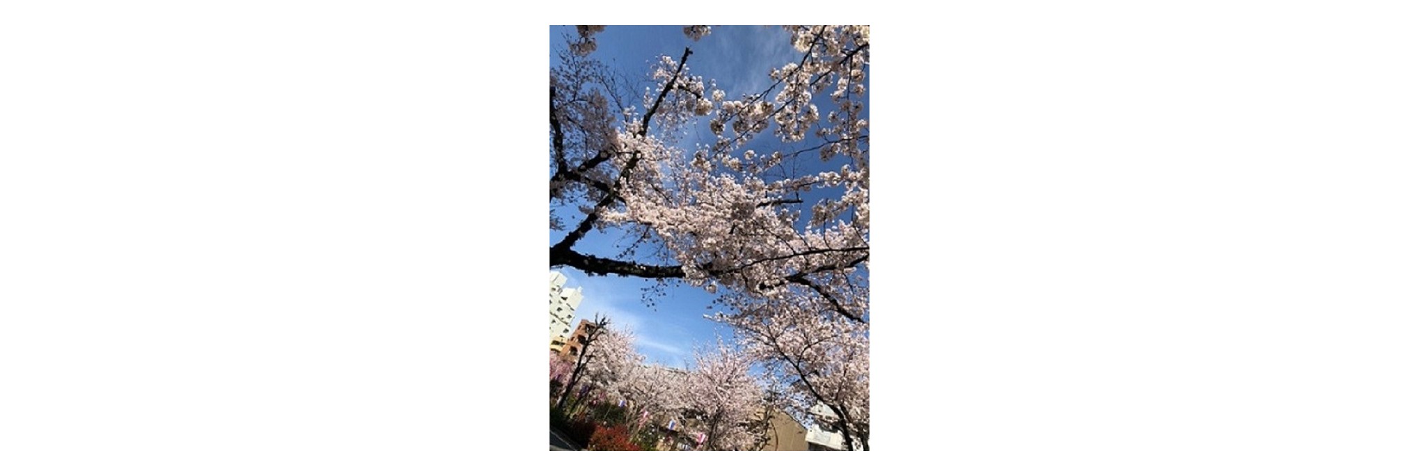 【桜咲く季節を迎えました】