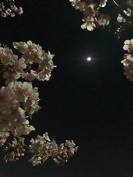 夜桜1.jpg
